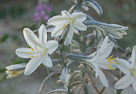 Desert Wildflowers